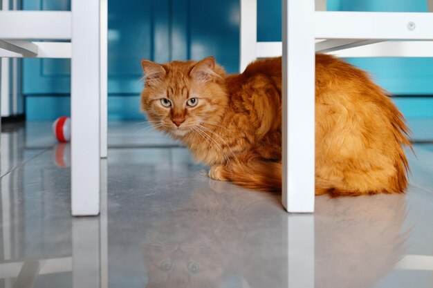 Un gatto siede sotto un tavolo bianco in cucina