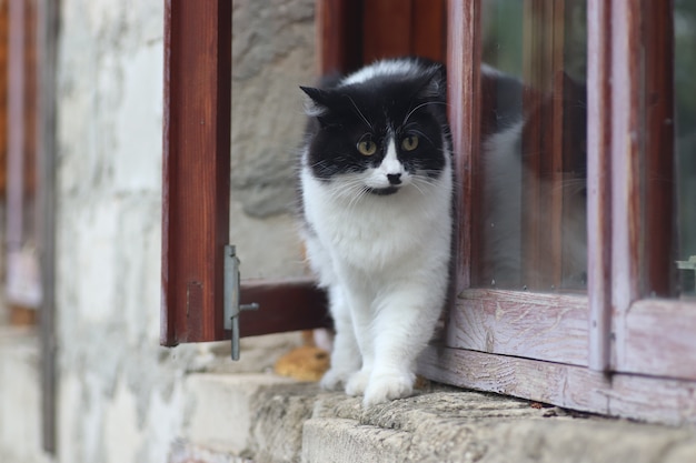 un gatto soffice bianco e nero sta alla finestra il gatto è uscito dalla finestra in una giornata di sole