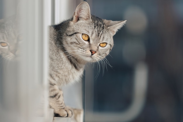 Un gatto soriano bianco e nero si erge con le zampe anteriori sul bordo della finestra e guarda in strada in un clima soleggiato.