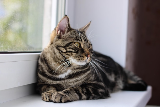 Un gatto soriano con occhi luminosi guarda nella telecamera mentre è seduto vicino alla finestra