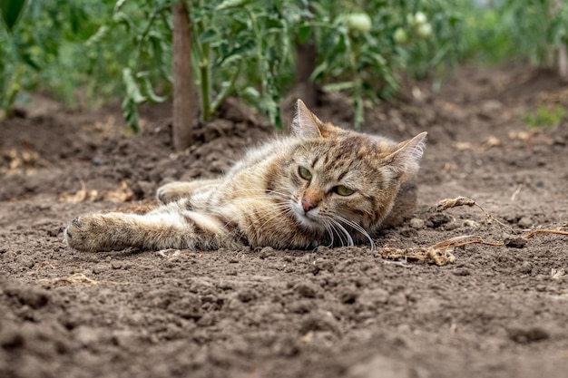 Un gatto soriano giace a terra in un letto vicino a cespugli di pomodori