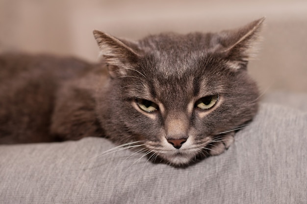 Un gatto soriano grigio con gli occhi verdi giace sulla zampa anteriore e guarda in basso