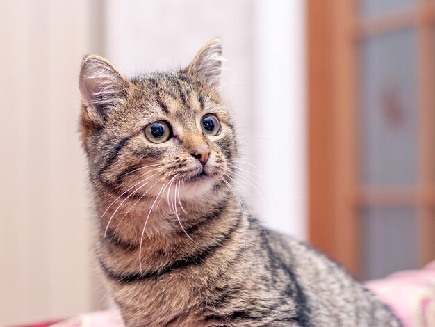 Un gatto soriano marrone sta guardando attentamente qualcosa nella stanza