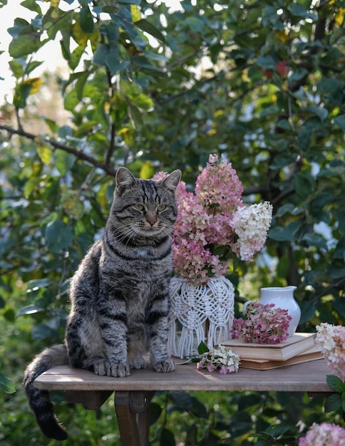 Un gatto soriano si siede su un tavolo accanto a un vaso di ortensie in giardino Autunno ancora in vita