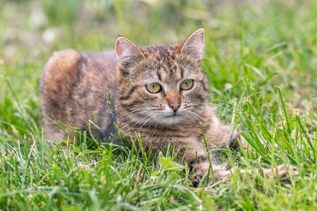 Un gatto soriano si trova nel giardino nell'erba verde