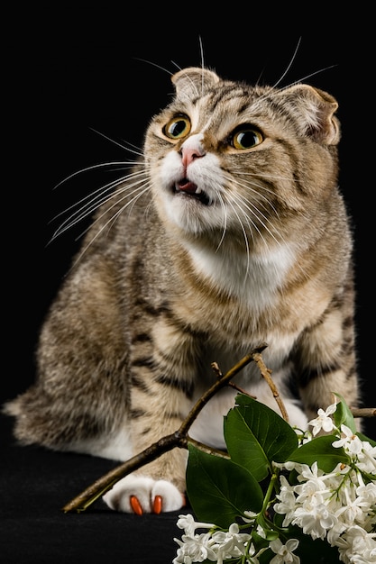 Un gatto spaventato con un ramo di lillà