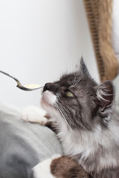 Un gatto sta mangiando cibo da un cucchiaio