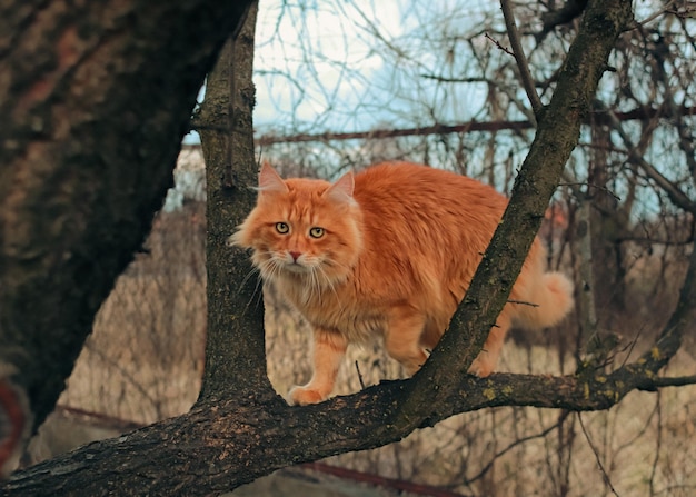 Un gatto su un albero