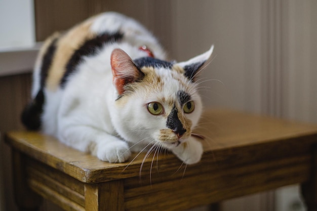 Un gatto su una sedia con una corda in bocca