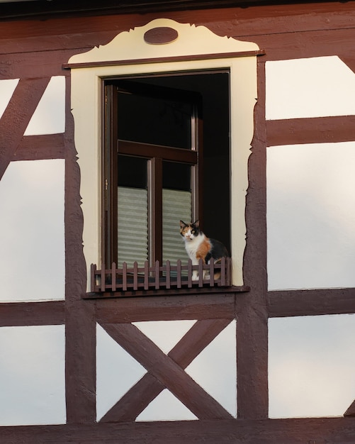 Un gatto tricolore si siede nella finestra Persiane marroni della Casa bianca Germania