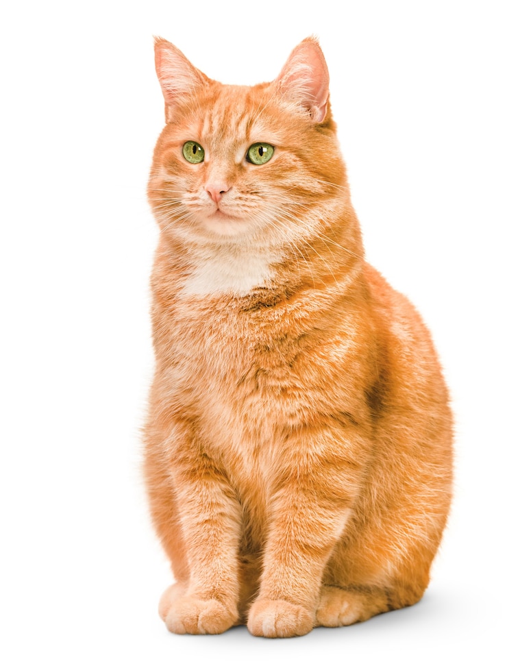 Un gatto zenzero seduto su sfondo bianco isolato