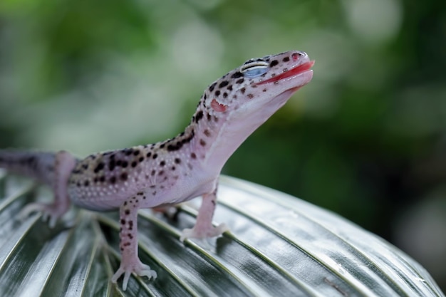 Un geco leopardo su una foglia di palma