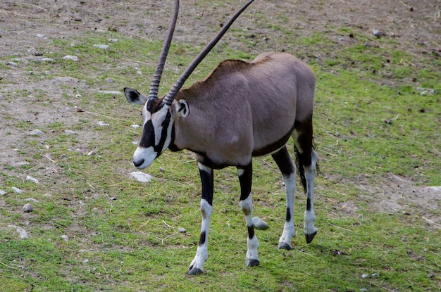 Un gemsbok con segni bianchi e neri si trova in un'area erbosa.