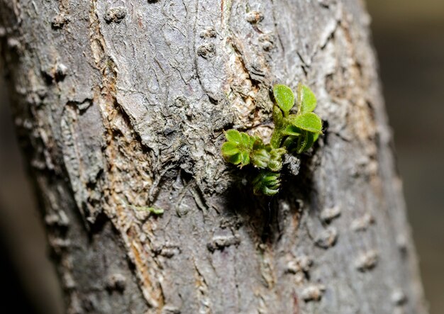 Un germoglio di un ramo di albero accanto a un sentiero di campagna