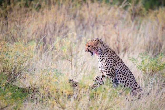 Un ghepardo che mangia in mezzo all'erba