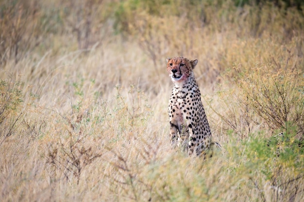 Un ghepardo che mangia in mezzo all'erba