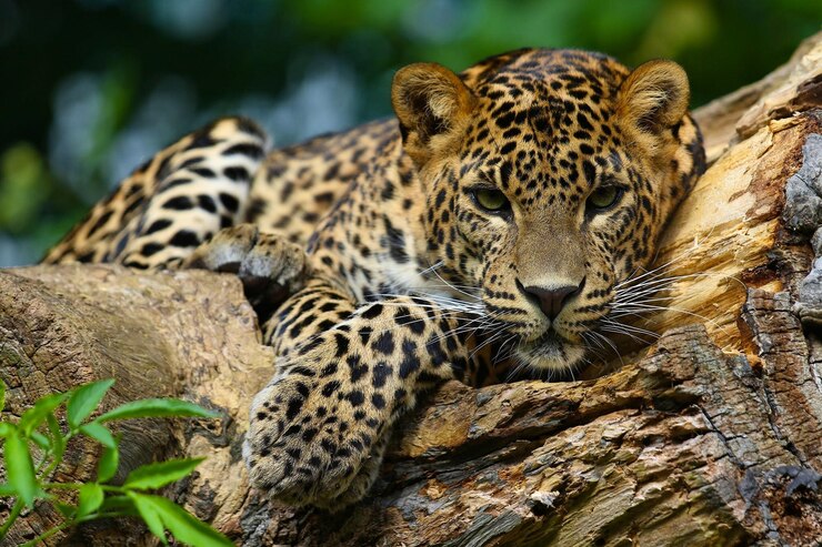 Un giaguaro predatore giace su un albero nello zoo