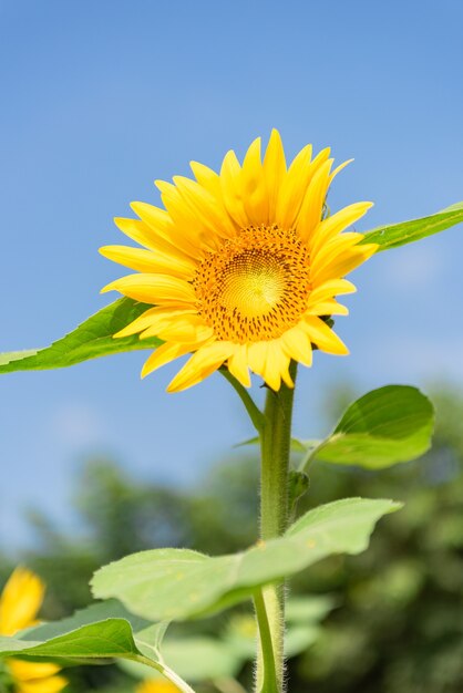 Un giallo girasole in piena fioritura sotto il cielo azzurro