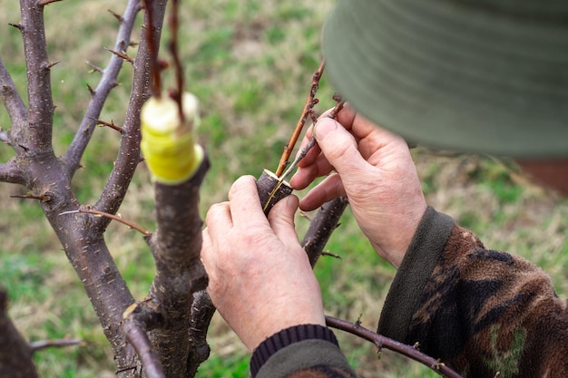 Un giardiniere inserisce una talea in un grosso ramo di un albero da frutto per l'innesto nella fessura Coltivazione di un frutteto