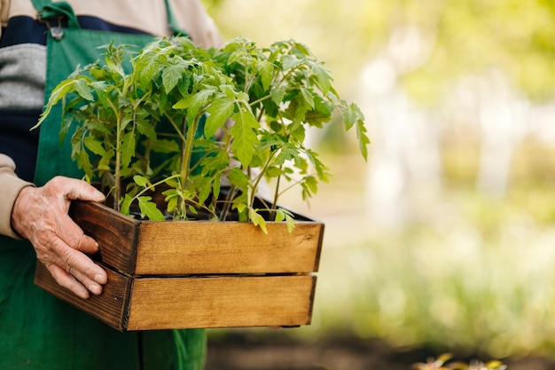 Un giardiniere maschio mantiene le piantine di pomodoro in una scatola pronta per la semina in un giardino biologico Piantare e abbellire in primavera