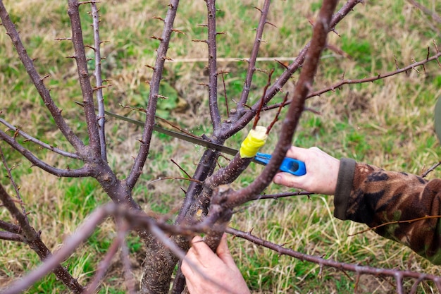 Un giardiniere sega il tronco di un albero da frutto per innestare le talee sul rampollo