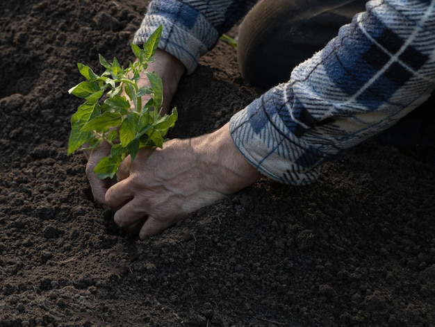Un giardiniere sta piantando piantine di pomodoro in giardino