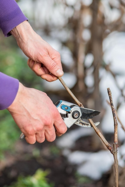 Un giardiniere taglia rami di cespugli e alberi nel suo giardino