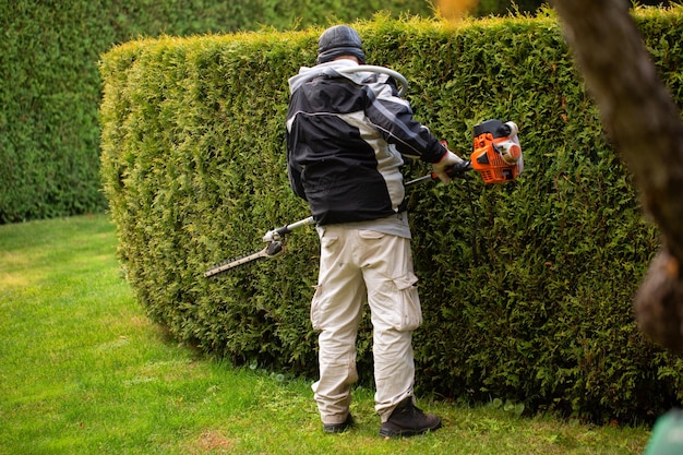 Un giardiniere taglia una siepe di piante sempreverdi di thuja Servizi di giardiniere