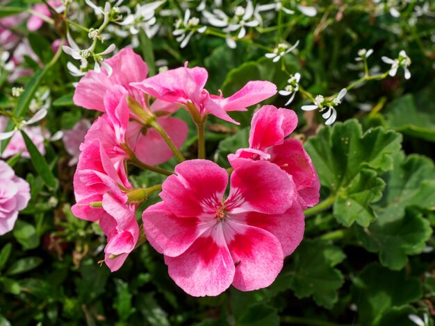 un giardino bellissimo