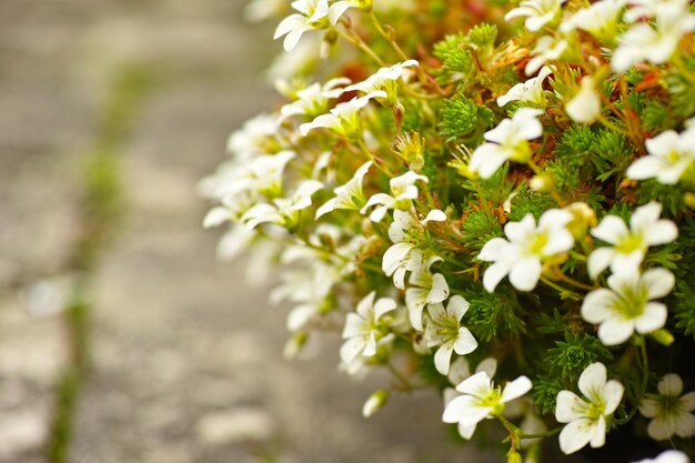 Un giardino con fiori di primula gialla in fiore in un habitat naturale in una giornata di sole Una primula in fiore brillante che fiorisce nel giardino o nel cortile con uno sfondo del giardino Spazio di copia