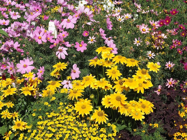 Un giardino con fiori e una margherita gialla