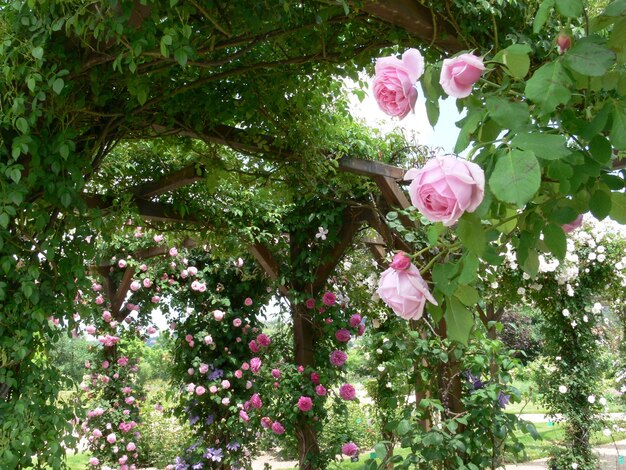Un giardino con rose e un albero con fiori rosa