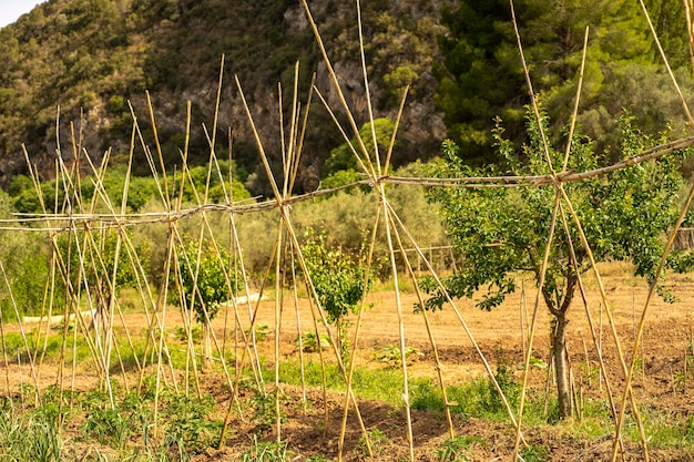 Un giardino con una staccionata con sopra un mucchio di paglia