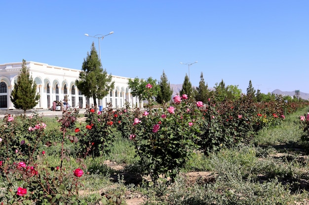 Un giardino di rose e un palazzo sullo sfondo