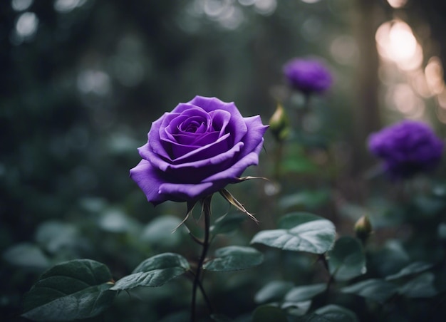 Un giardino di rose viola