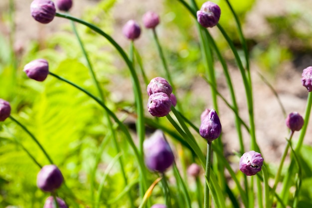 Un giardino dove d'estate crescono fiori viola e boccioli d'aglio