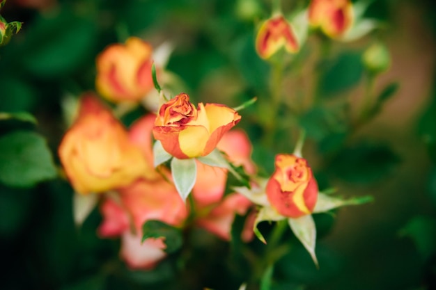 Un giardino giallo rosa su un cespuglio in un giardino estivo Succosa vegetazione brillante sfondo sfocato La bellezza è nella natura Boccioli di rosa