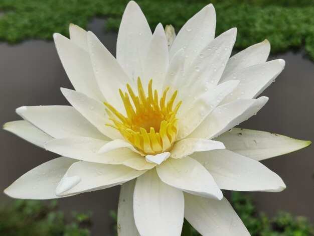 Un giglio d'acqua bianco con centro giallo e petali bianchi.