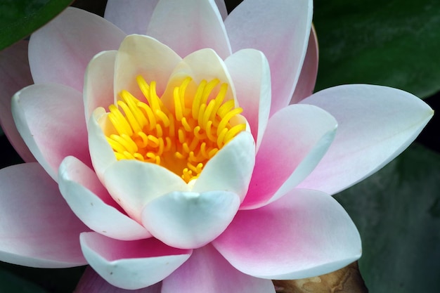 Un giglio d'acqua rosa con petali gialli e un centro giallo.