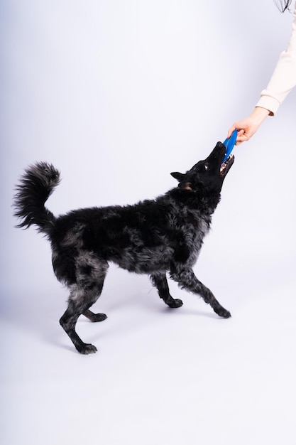 Un giocoso cane di razza mudi che raccoglie un frisbee blu con i denti