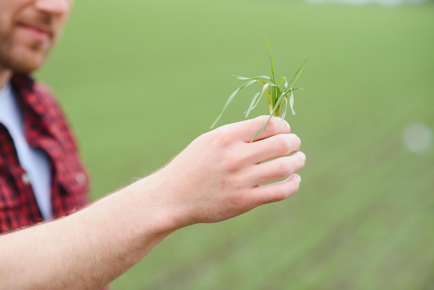 Un giovane agricoltore ispeziona la qualità dei germogli di grano nel campo Il concetto di agricoltura