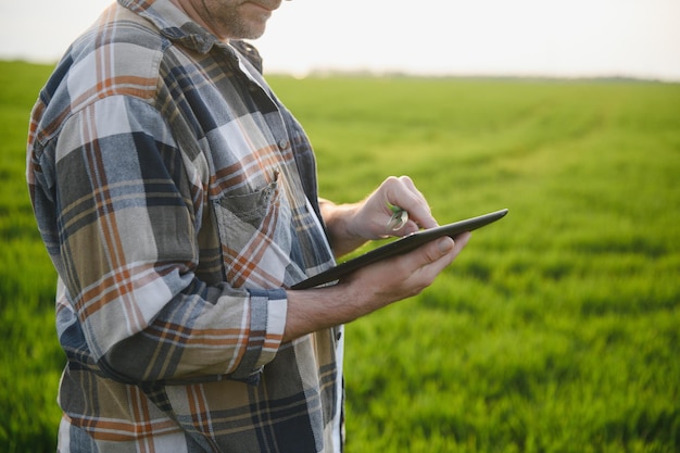 Un giovane agricoltore ispeziona la qualità dei germogli di grano nel campo Il concetto di agricoltura