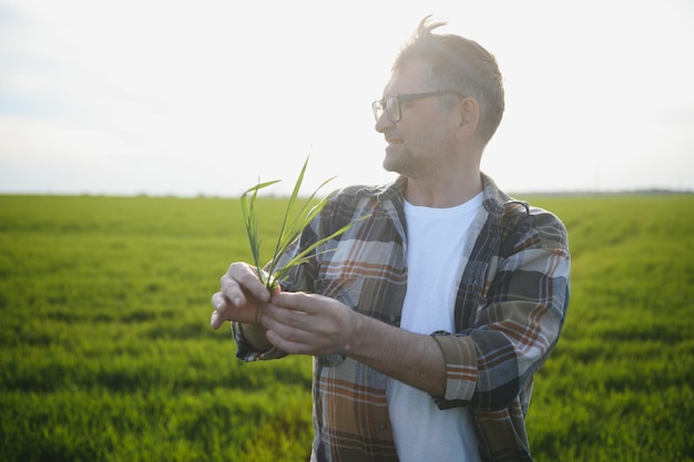 Un giovane agricoltore ispeziona la qualità dei germogli di grano nel campo Il concetto di agricoltura