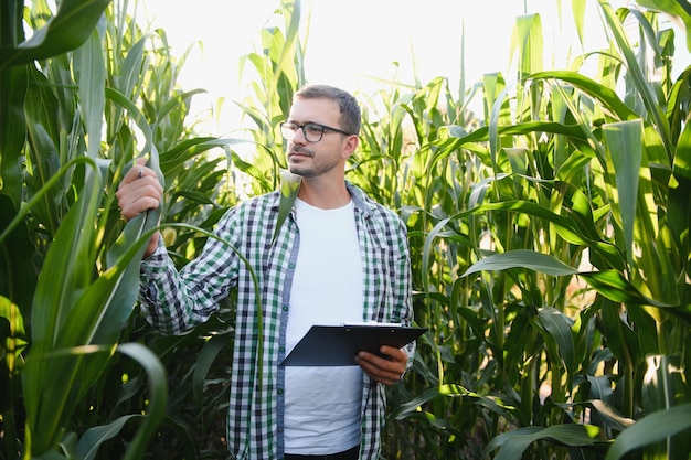 Un giovane agronomo esamina il mais su un terreno agricolo. Contadino in un campo di grano in una giornata di sole