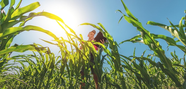 Un giovane agronomo esamina le pannocchie di mais su terreni agricoli Contadino in un campo di mais in una giornata di sole