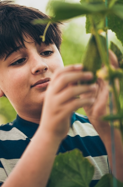 Un giovane agronomo esamina un cetriolo che cresce su un cespuglio nel suo giardino.