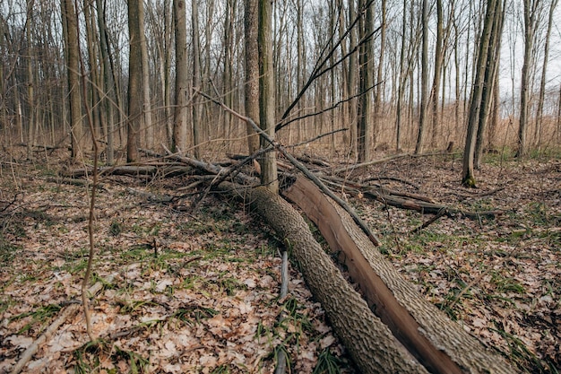 Un giovane albero caduto nella foresta che divide un albero quando cade Pericolo nella foresta