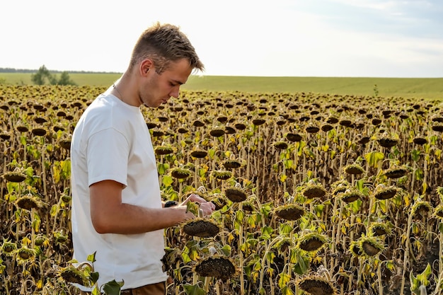 Un giovane biondo con una maglietta bianca raccoglie e mangia semi di girasole freschi nel campo