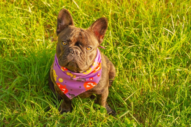 Un giovane cane bulldog francese è seduto sull'erba verde Halloween un cane in una bandana