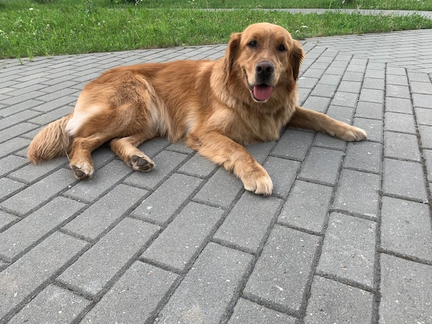 un giovane cane è sdraiato a terra e guarda con un naso nero